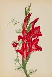 Cannas e Cypress Vine Canna species e Ipomoea quamoclit, 1877.