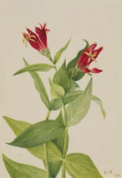 Rosa da Carolina (Spigelia marylandica)