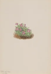 Tapete Rosa Silene acaulis, 1905.
