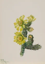Cholla Opuntia whipplei, 1938.