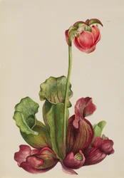 Planta comum de jarro Sarracenia purpurea venosa, 1931.