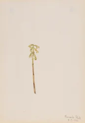 Corathorhiza corallorhiza, 1918.