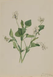 Cream Violet Striped Violet, 1918.