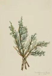 Juniperus Juniperus horizontalis, 1918.