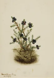 Crowberry Sundew, 1917