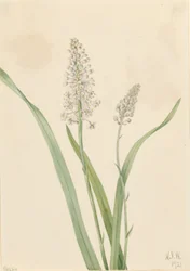 Corvo-da-índia (Chrosperma muscaetoxicum)