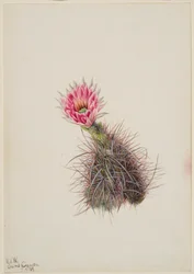 Cacto de Pepino, 1939.