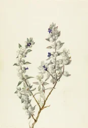 Salva do Vale da Morte (Salvia funerea)