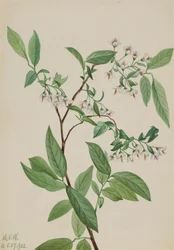 Deerberry Polycodium stamineum, 1922.