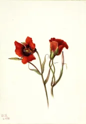 Mariposa do deserto (Calochortus kennedyi)