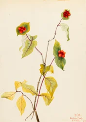 Madressilva de Douglas (Lonicera glaucescens)