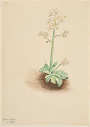 Saxifrage precoce (Saxifraga virginiensis)