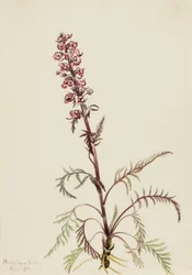 Cabeça de elefante (Pedicularis groenlandica)