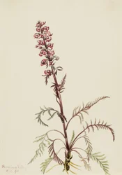 Elephanthead Pedicularis Groenlandica, 1916.