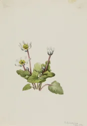 Escorpião (Caltha leptosepala)