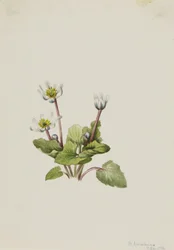 Elkslip Caltha leptosepala, 1916.
