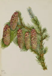 Abeto de Engelmann (Picea engelmanni)