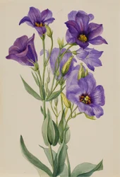Eustoma russelianum, ca. início da década de 1930.