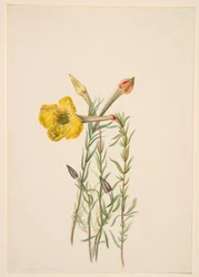 Prímula da noite (Oenothera lavandalaefolia)