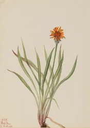 Falso dente-de-leão (Agoseris aurantiaca)