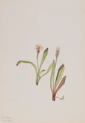 Falso Dente-de-leão Agoseris carnea, 1918.
