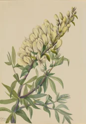Índigo falso (Batista bructeata)