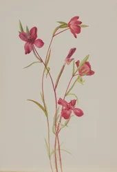 Adeus à Primavera Godetia amoena lilja, ca. 1930s.