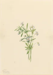 Violeta do campo (Viola rafinesquii)