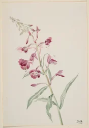 Erva-de-fogo (Epilobium angustifolium)
