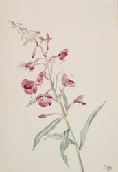 Fireweed Epilobium angustifolium, 1902.