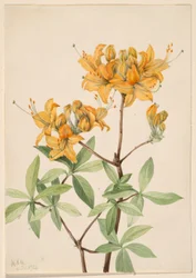 Azálea de chama (Azalea lutea)
