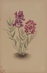 Flores da Mesa, 1883.