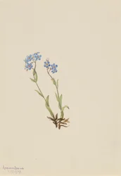 Não-me-esqueças (Myosotis alpestris)