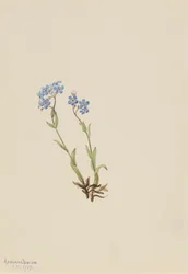 Esqueça-Me-Não Myosotis alpestris, 1907.