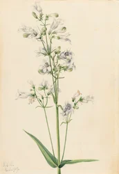 Foxglove Pentstemon Pentstemon digitalis, 1919.