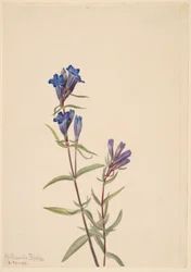 Genciana (Gentiana affinis)