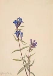Genciana Gentiana affinis, 1915