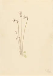 Cachimbo-fantasma (Thalesia uniflora)