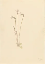 Ghostpipe Thalesia uniflora, 1920.