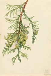 Arborvitae Thuja plicata gigante, 1923.