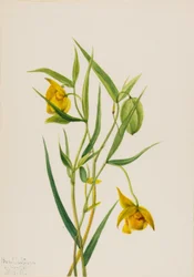 Lanterna da Fada Dourada Calochortus amabilis, 1936.