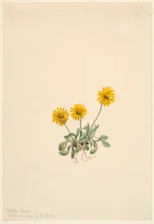 Erva-doce dourada (Erigeron aureus)