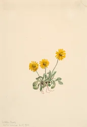 Golden Fleabane Erigeron aureus, 1904.