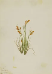 Junco dourado (Carex aurea)