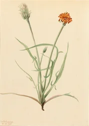 Grassleaf Agoseris Agoseris graminifolia, 1905