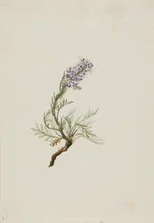 Phacelia cinzenta (Phacelia sericea)