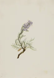 Gray Phacelia Phacelia sericea Gray, 1911