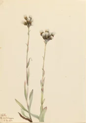 Patinhas-de-gato-cinzentas (Antennaria howellii)