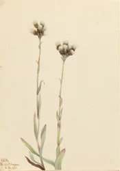 Antennaria howellii de patinhas-de-gato cinzentas, 1921.