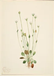 Erva-cidreira-cinzenta (Senecio canus)
